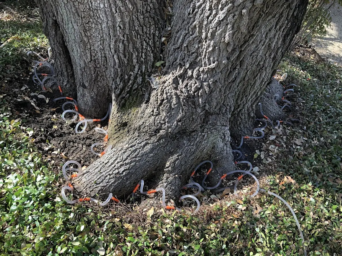 Detailed Tree Cabling and Bracing job site in Oilville