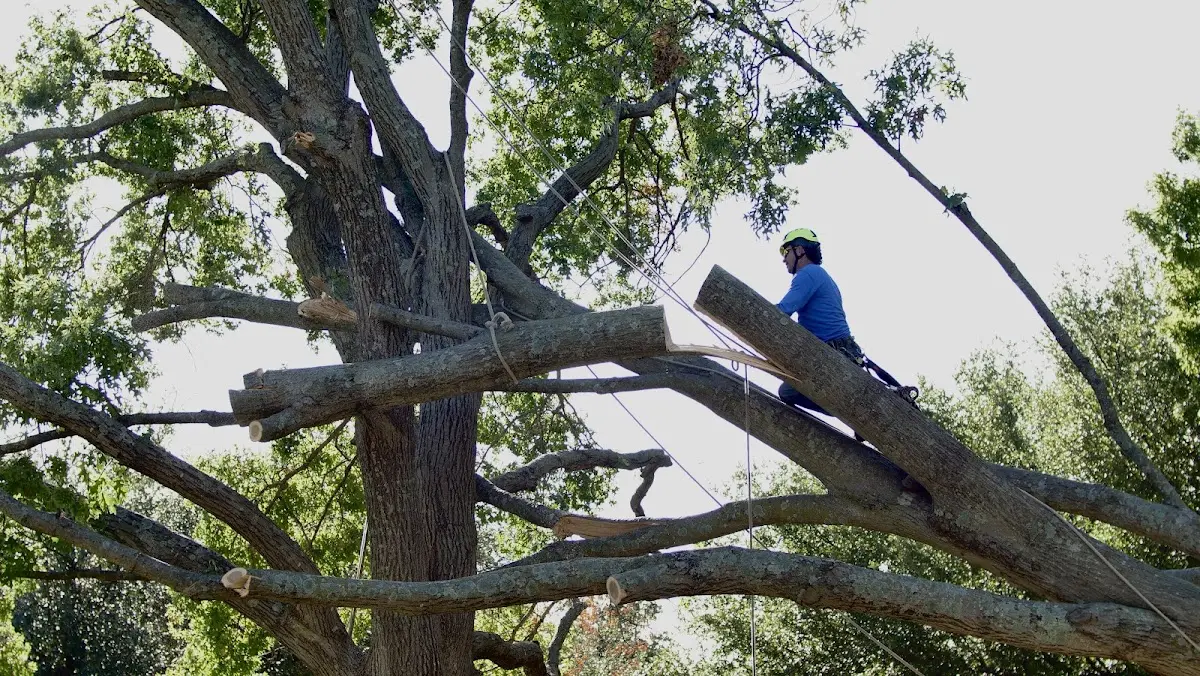Professional Crown Thinning performed by certified arborists in Oilville